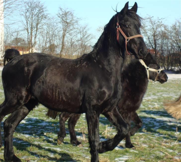 Frieser ¤  Naja   (NULLE) ¤   - 28-01-2010,   billede 19