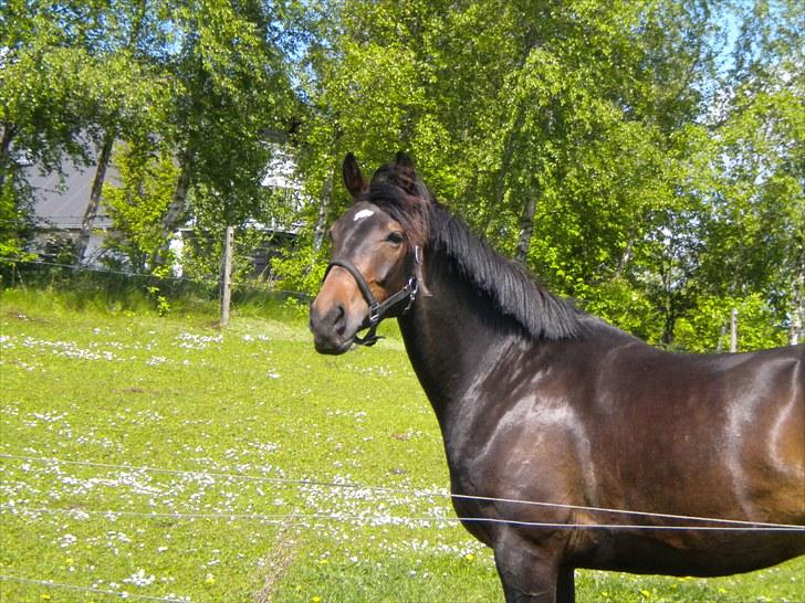 Anden særlig race Joker(min mors) R.I.P - Smukke dyr! billede 13