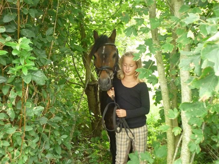 Tysk Sportspony Hr Tomnus R.I.P - Velkommen til Tomnus profil billede 1