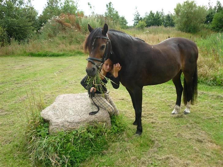 Tysk Sportspony Hr Tomnus R.I.P - Græs smager godt hmmmm=) billede 2