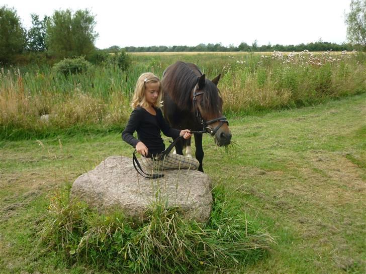 Tysk Sportspony Hr Tomnus R.I.P - SPISE SPISE SPISE SPISE billede 3