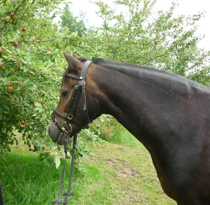 Tysk Sportspony Hr Tomnus R.I.P - ÆBEL TID JUHU billede 4