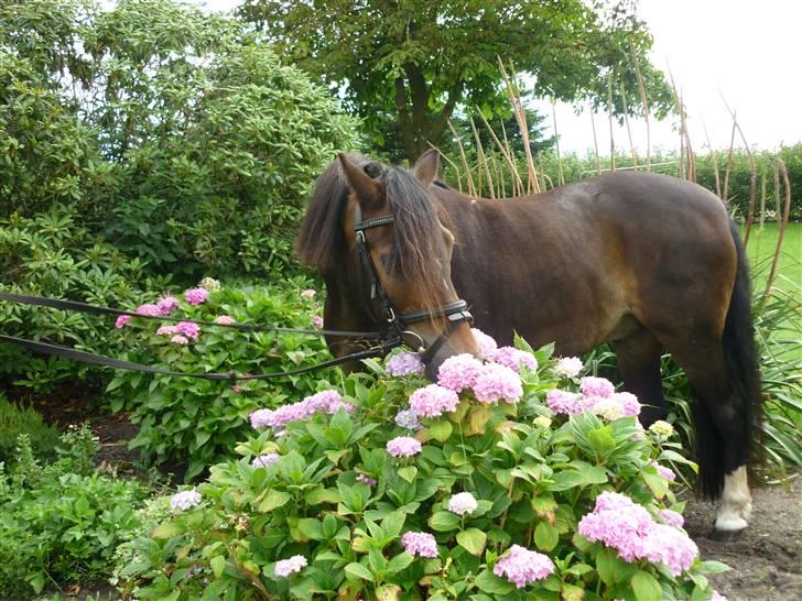 Tysk Sportspony Hr Tomnus R.I.P - Hmm de dufter dejligt. billede 5