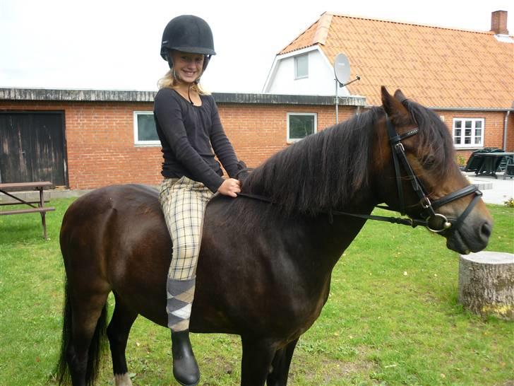 Tysk Sportspony Hr Tomnus R.I.P billede 6