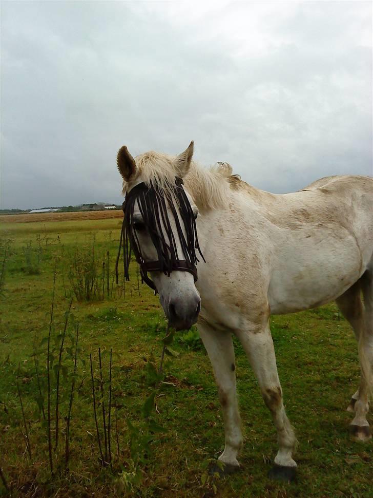 Anden særlig race cavalir(solgt) billede 3