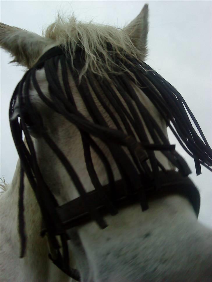 Anden særlig race cavalir(solgt) billede 4