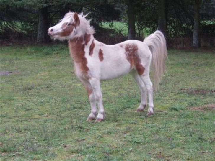 Welsh Mountain (sec A) Pinocchio  - mig der spiller smart over for tøzerne.! billede 2