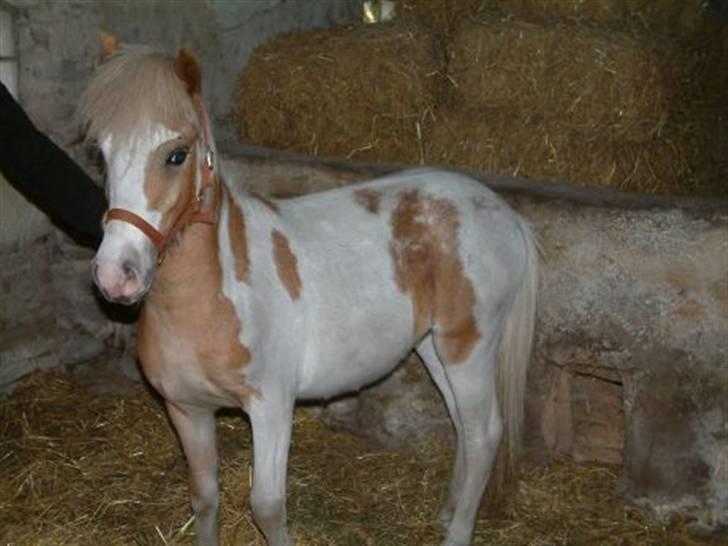 Welsh Mountain (sec A) Pinocchio  - er lige an kommet til stalden.. billede 8