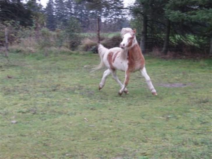 Welsh Mountain (sec A) Pinocchio  - sidelands traven.. Uhh.. det kan jeg da på komando!.. såå kom an´ med din lille tæppe tisser.. billede 14