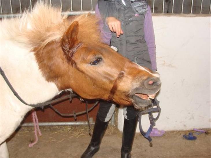 {{currentPhoto.altText}} billede {{currentPhoto.number}}