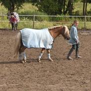 Welsh Mountain (sec A) Balto