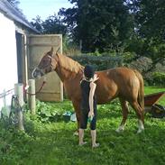 Anden særlig race Lady-Rose