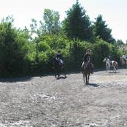 Welsh Pony af Cob-type (sec C) Tai Teeko<3