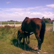 Anden særlig race zoffi