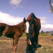 Anden særlig race zoffi