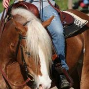 Haflinger SternPrinz