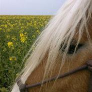 Haflinger SternPrinz