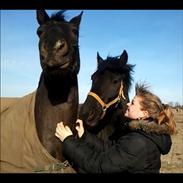 Oldenborg † Cavalcanti (Pony)