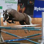 Welsh Pony af Cob-type (sec C) Fjordglimts Mr. Gipson