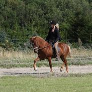 Islænder Logadís från Krycklinge