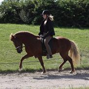 Islænder Logadís från Krycklinge