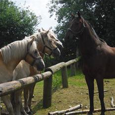 Anden særlig race Winston