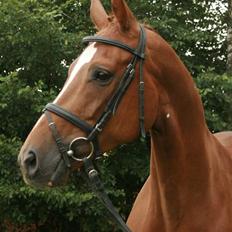 Dansk Varmblod Hønnerups Diol - SOLGT.