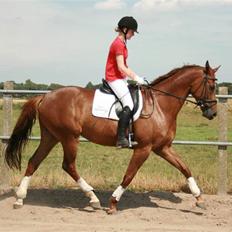 Dansk Varmblod Hønnerups Diol - SOLGT.