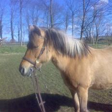 Anden særlig race Dine R.I.P