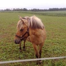 Anden særlig race Dine R.I.P