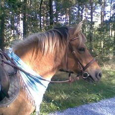 Anden særlig race Dine R.I.P