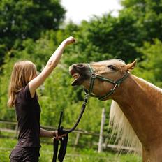 Haflinger Lukas