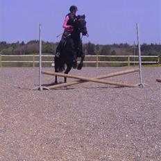 Anden særlig race Sheik 