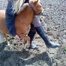 Anden særlig race Playboy