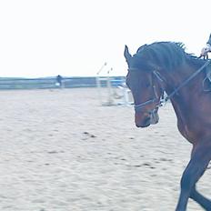 Dansk Varmblod Gagarin Sejsal