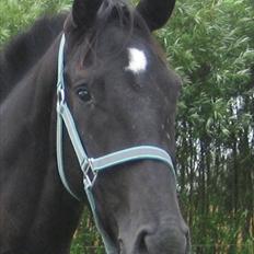 Dansk Varmblod Nice Surprise