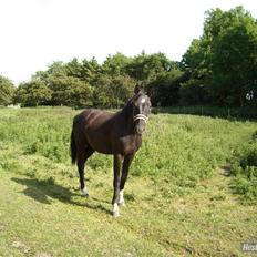 Dansk Varmblod Nice Surprise