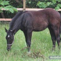 Dansk Varmblod Nice Surprise