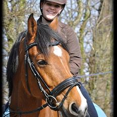 Dansk Varmblod †Chapman- DH<3 R.I.P :'(†