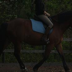 Noriker Bruno Diamant XVI