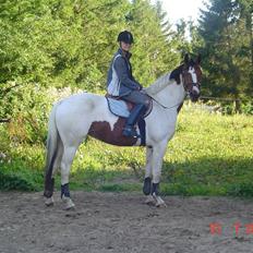 Svensk Varmblod Rodinne T