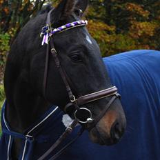 Anden særlig race Haahrs Cassio