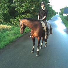 Anden særlig race Haahrs Cassio