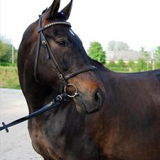 Anden særlig race Haahrs Cassio