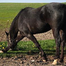 Oldenborg Sigersholmgårds Firano