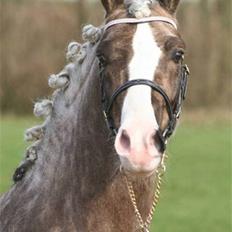 Welsh Pony af Cob-type (sec C) Fjordglimts Mr. Gipson
