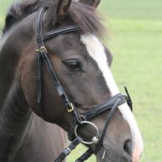 New Forest Pelé