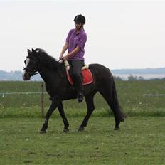 New Forest Pelé