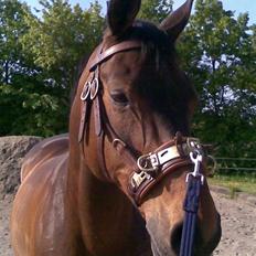 Dansk Varmblod Flying Z II