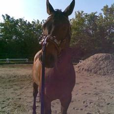 Dansk Varmblod Flying Z II